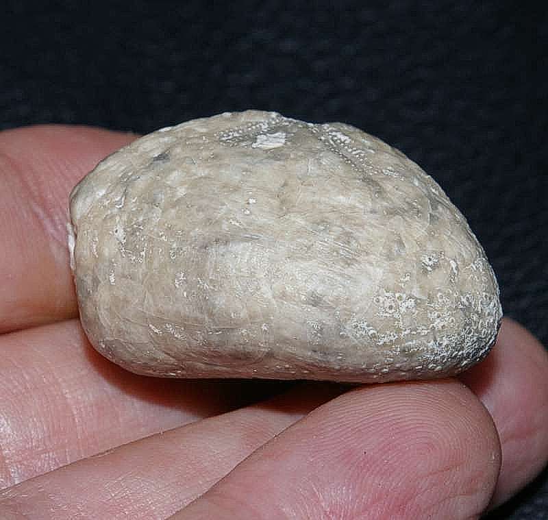 Micraster glyphus