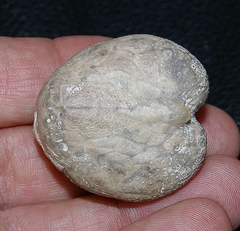 Micraster glyphus