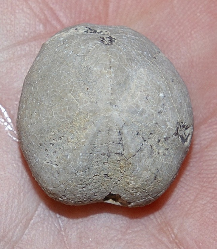 Toxaster sorianus