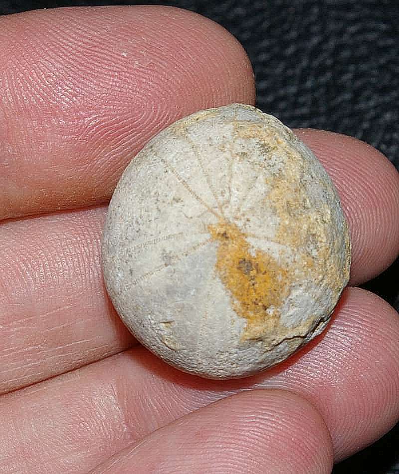 Globator petrocoriensis