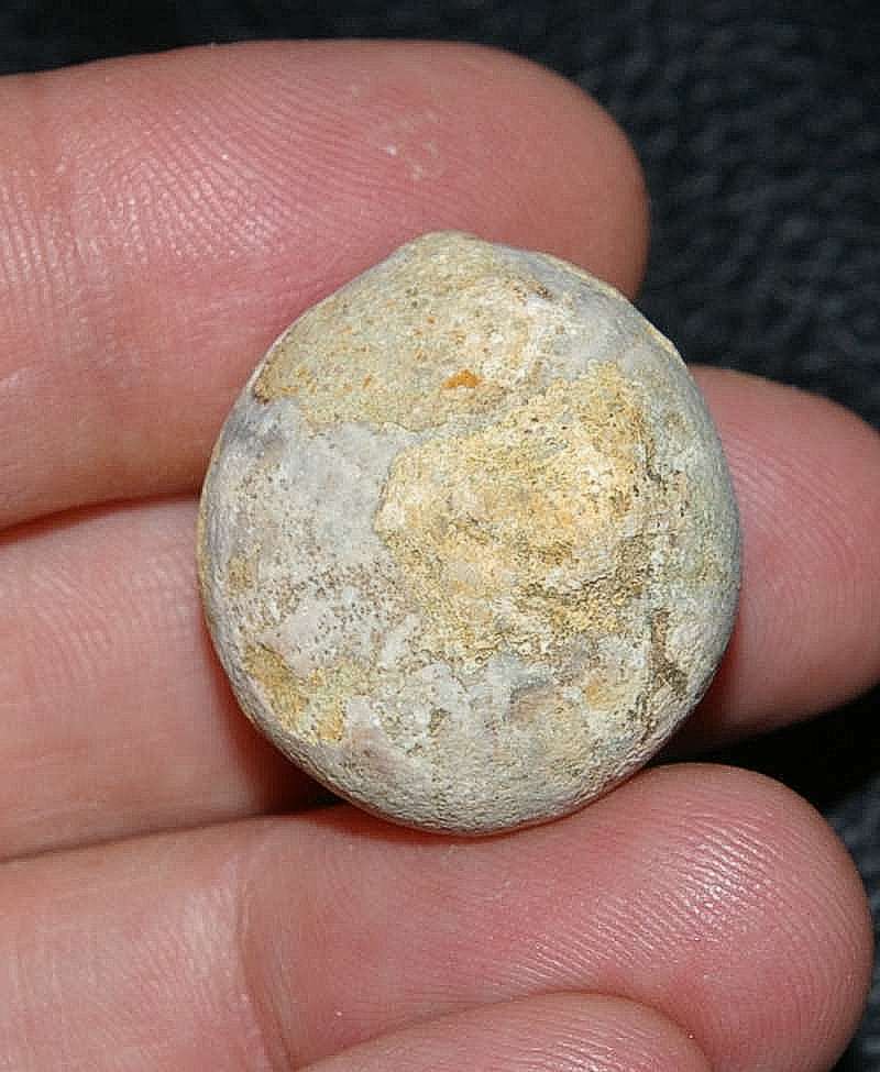 Globator petrocoriensis