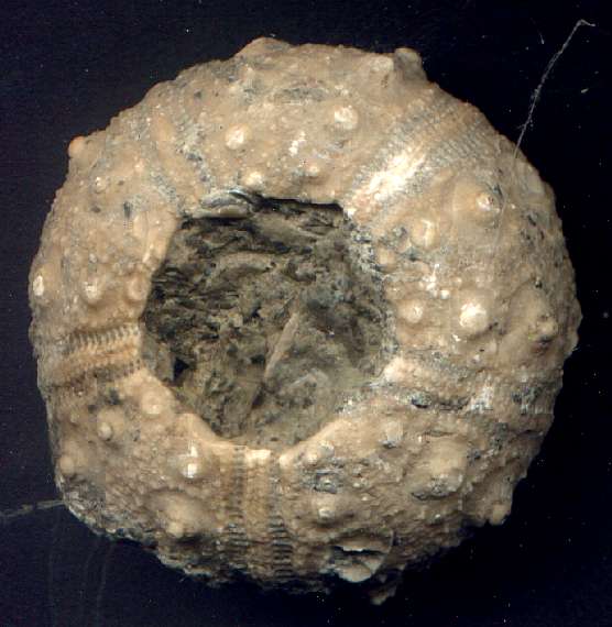 Rhabdocidaris orbignyana
