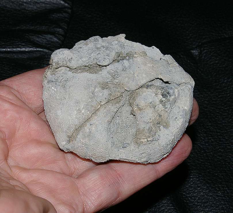 Pygaster morrisi Kimmeridian echinoids