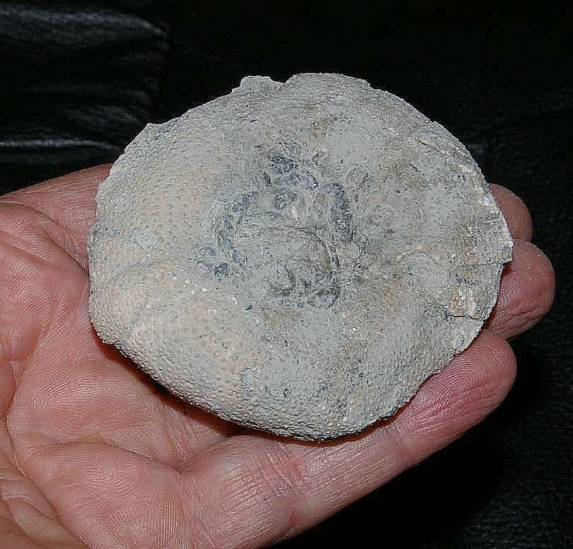 Pygaster morrisi
