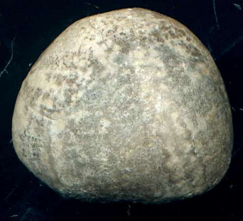 Galeola senonensis
