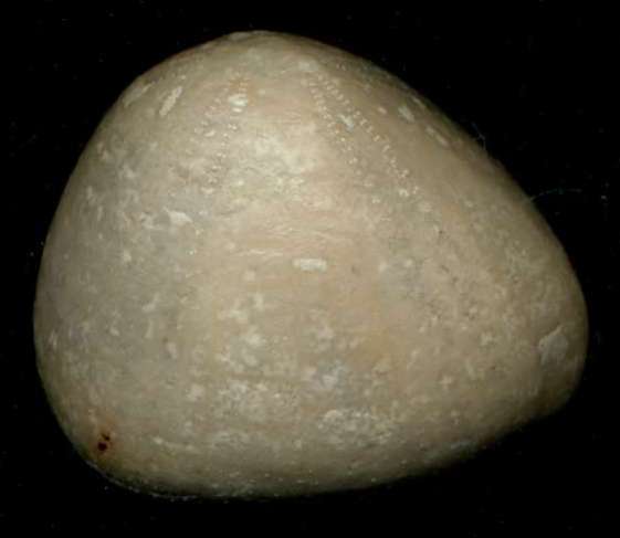 Echinocorys turritus