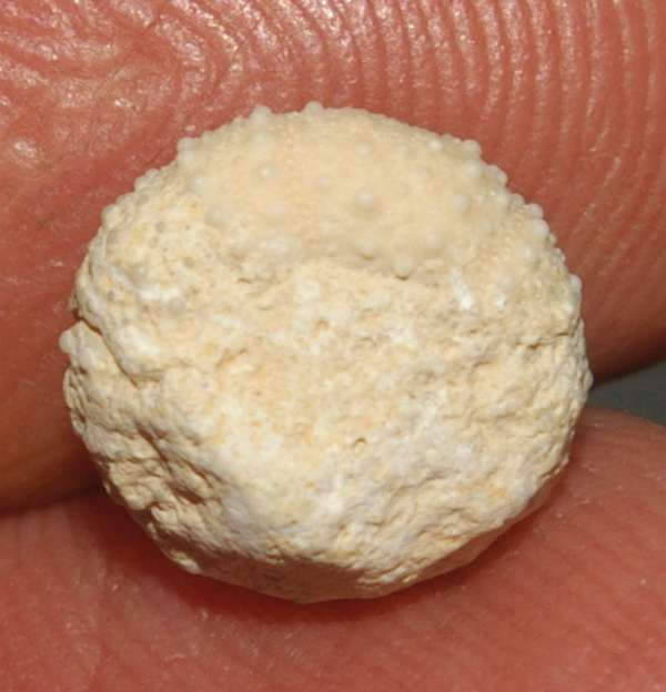 Fossils echinoids Psammechinus dubius