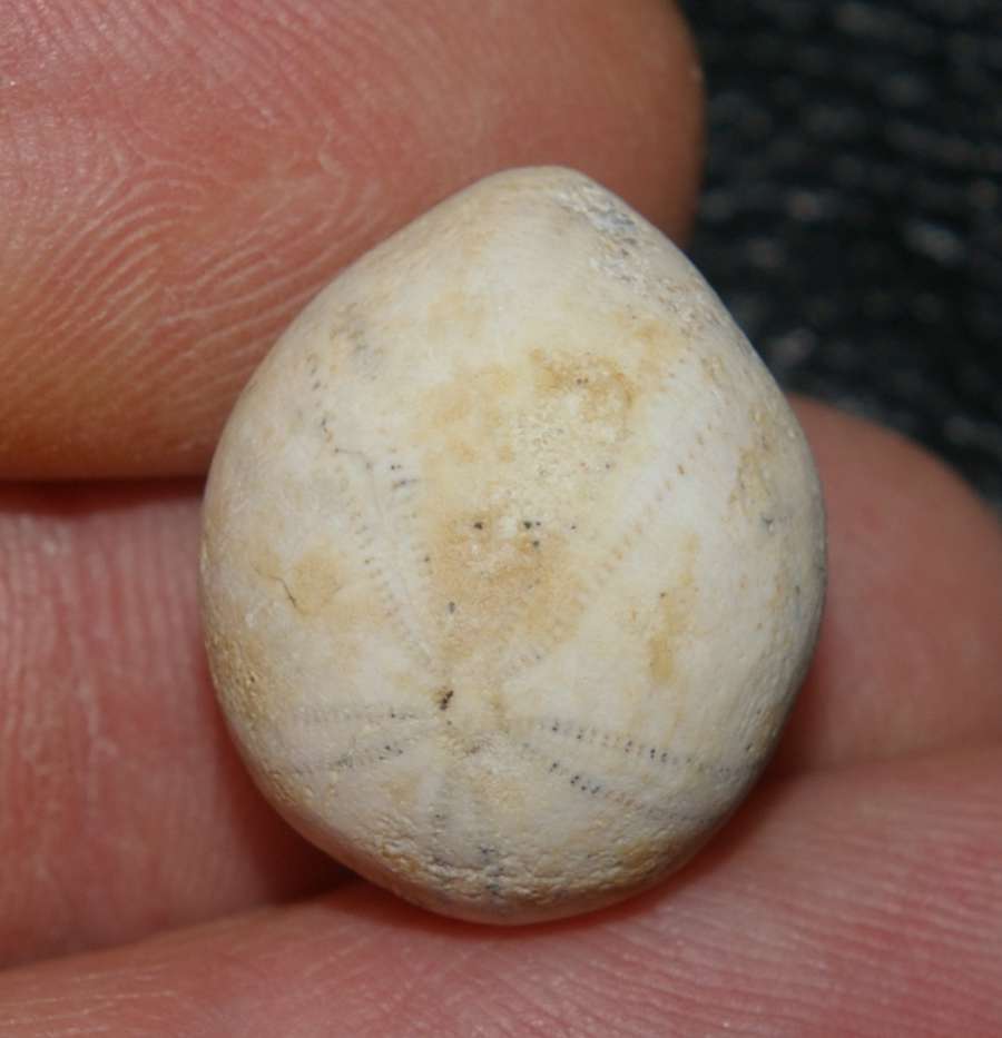 Fossils echinoid Pygaulus althi
