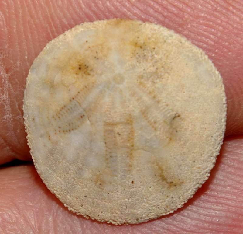 Dendraster ashleyi