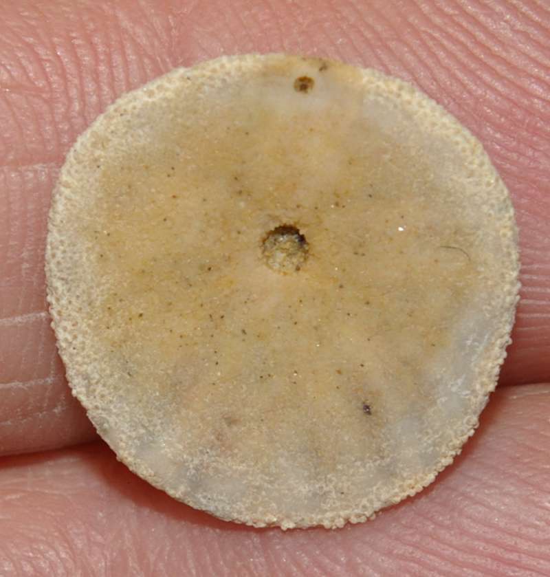 Dendraster ashleyi