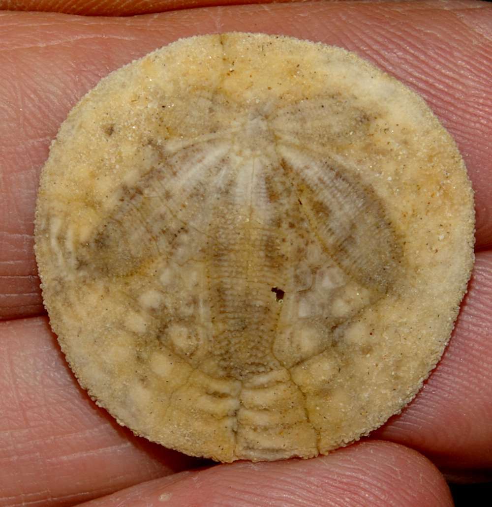 Dendraster ashleyi