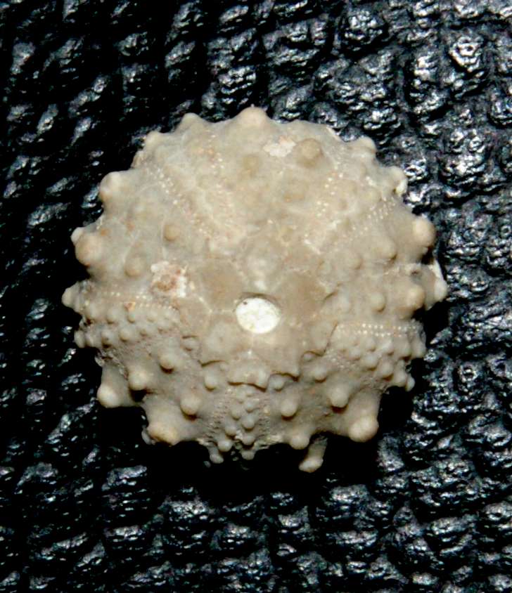 Goniopygus delphinensis