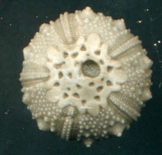 Salenia grasi