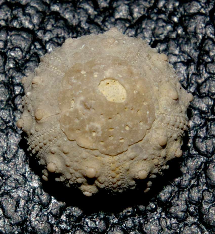 Salenia prestensis