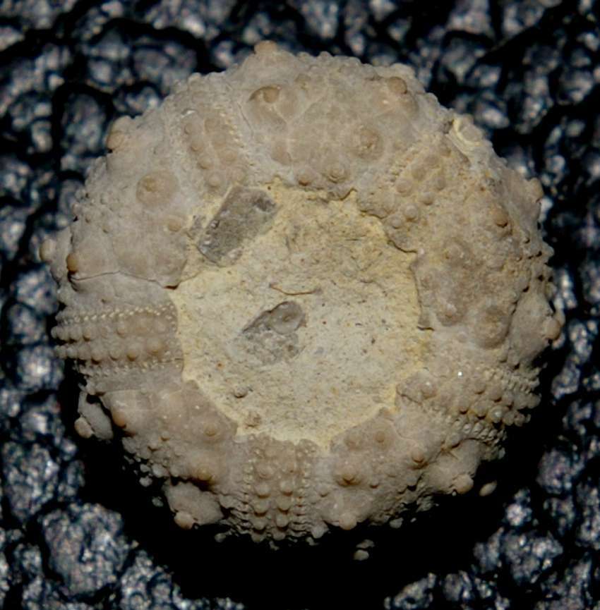 Salenia prestensis