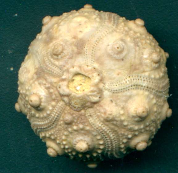 Pseudocidaris mamosa
