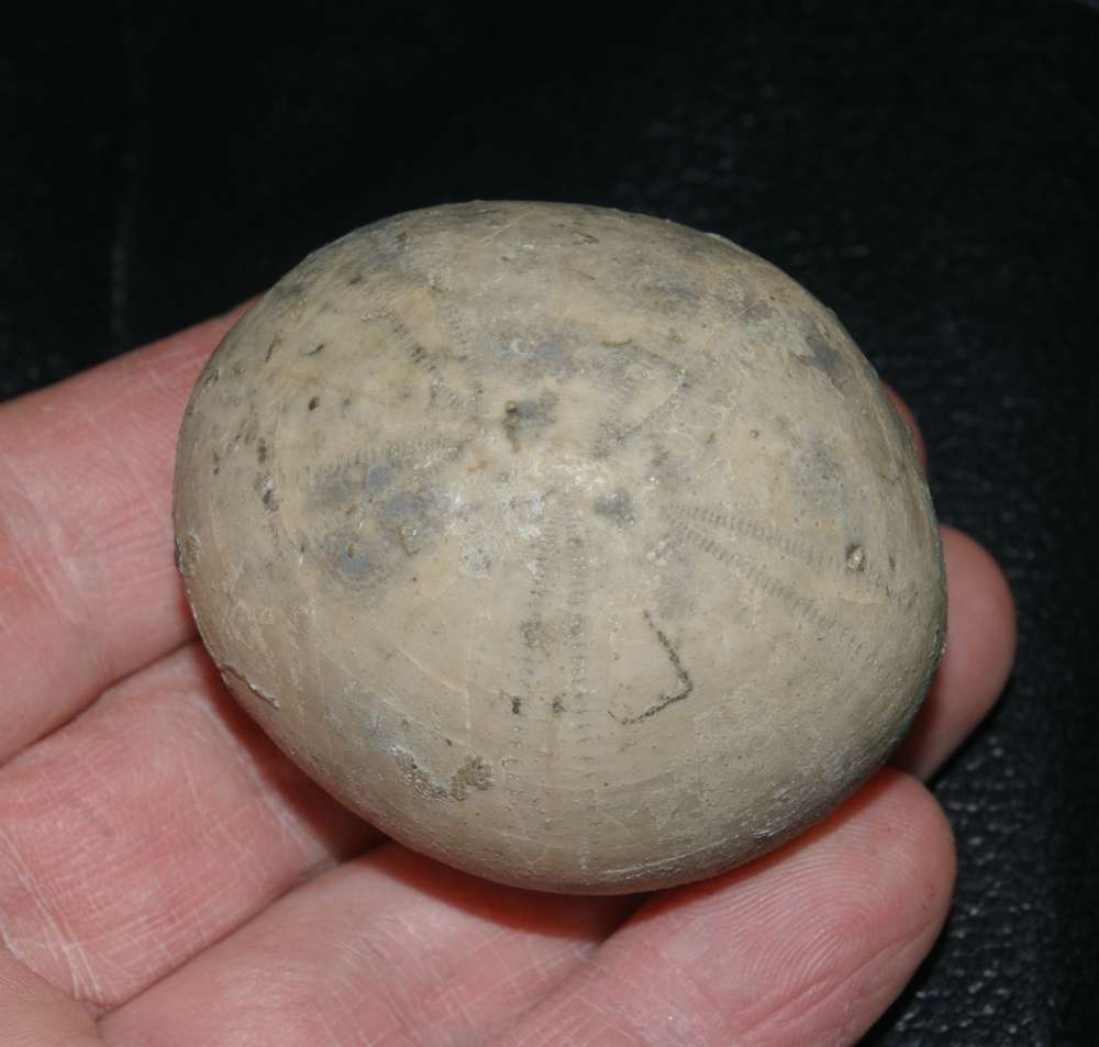Echinocorys gibbus