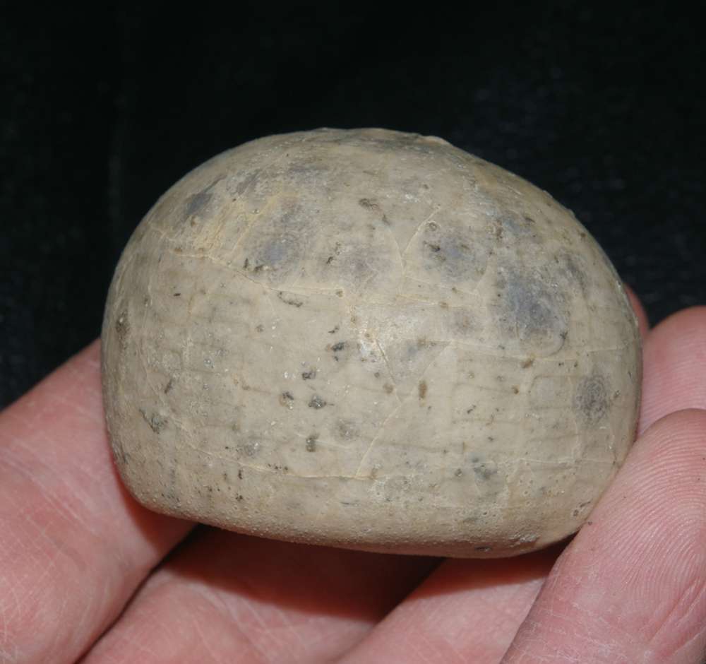 Echinocorys gibbus