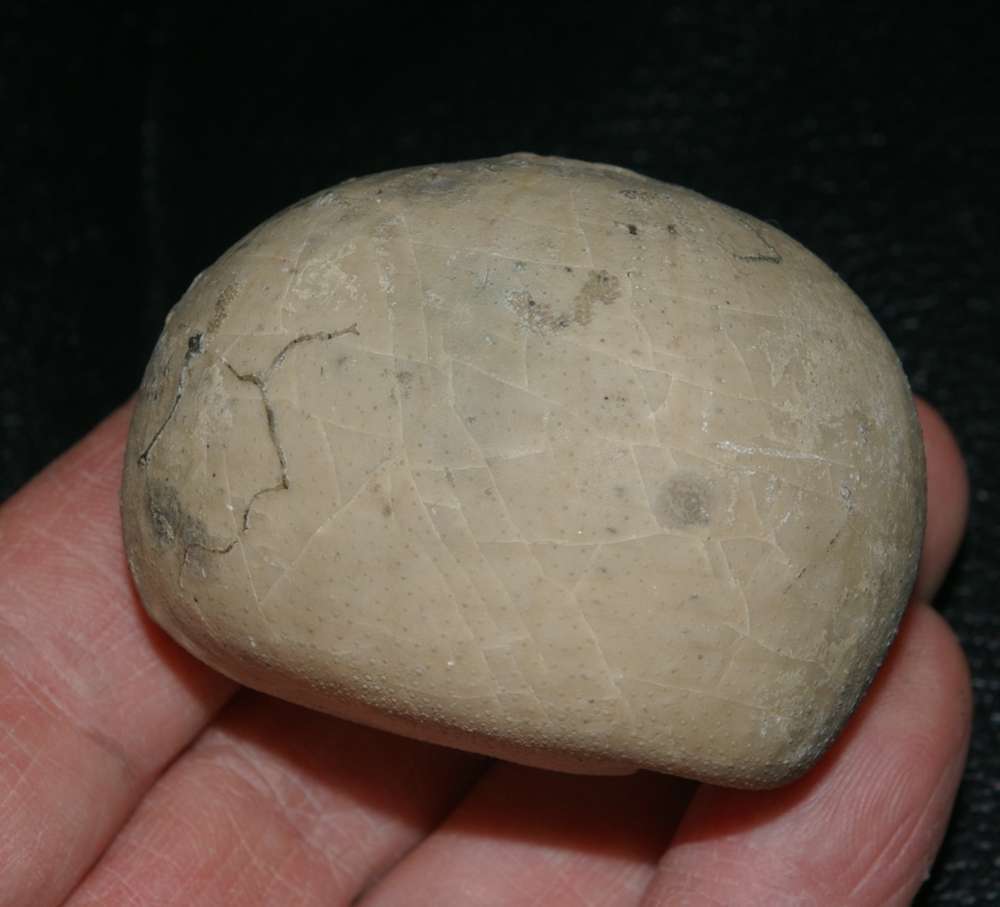 Echinocorys gibbus
