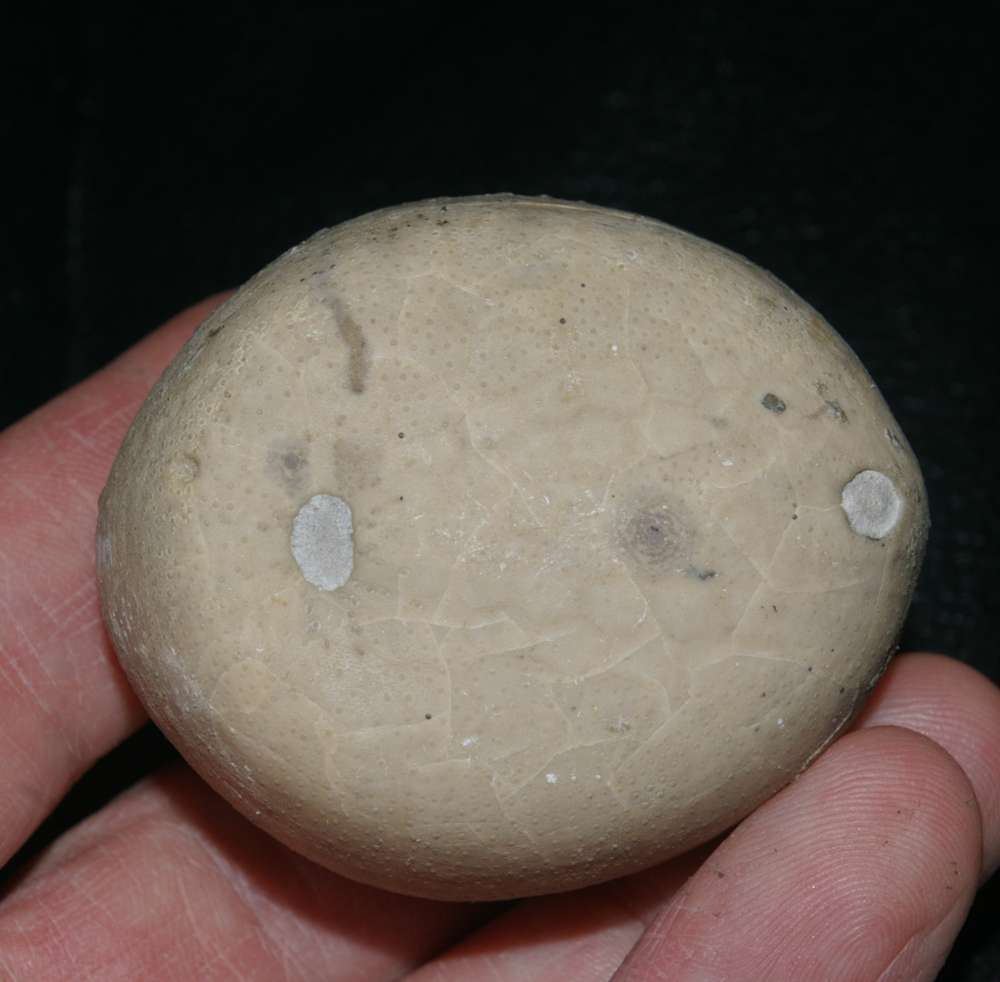 Echinocorys gibbus