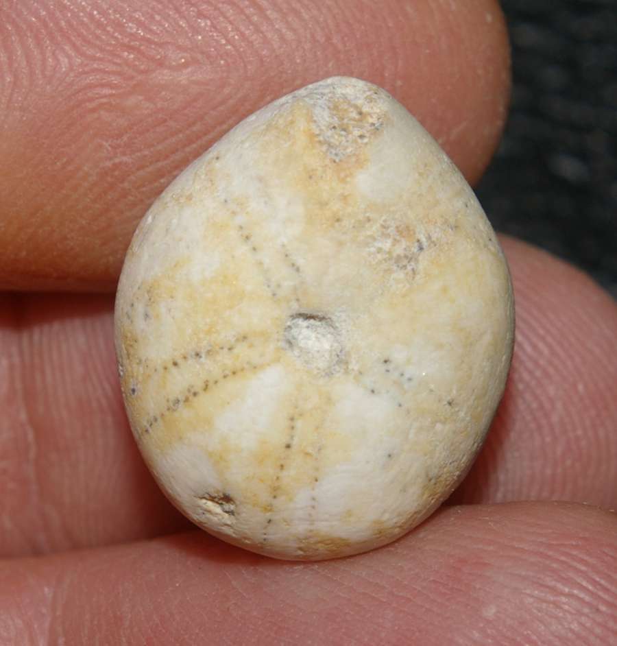 Fossils echinoid Pygaulus althi