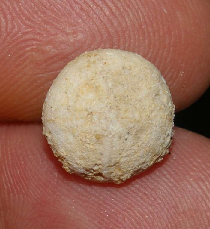 Discoidea subucula 