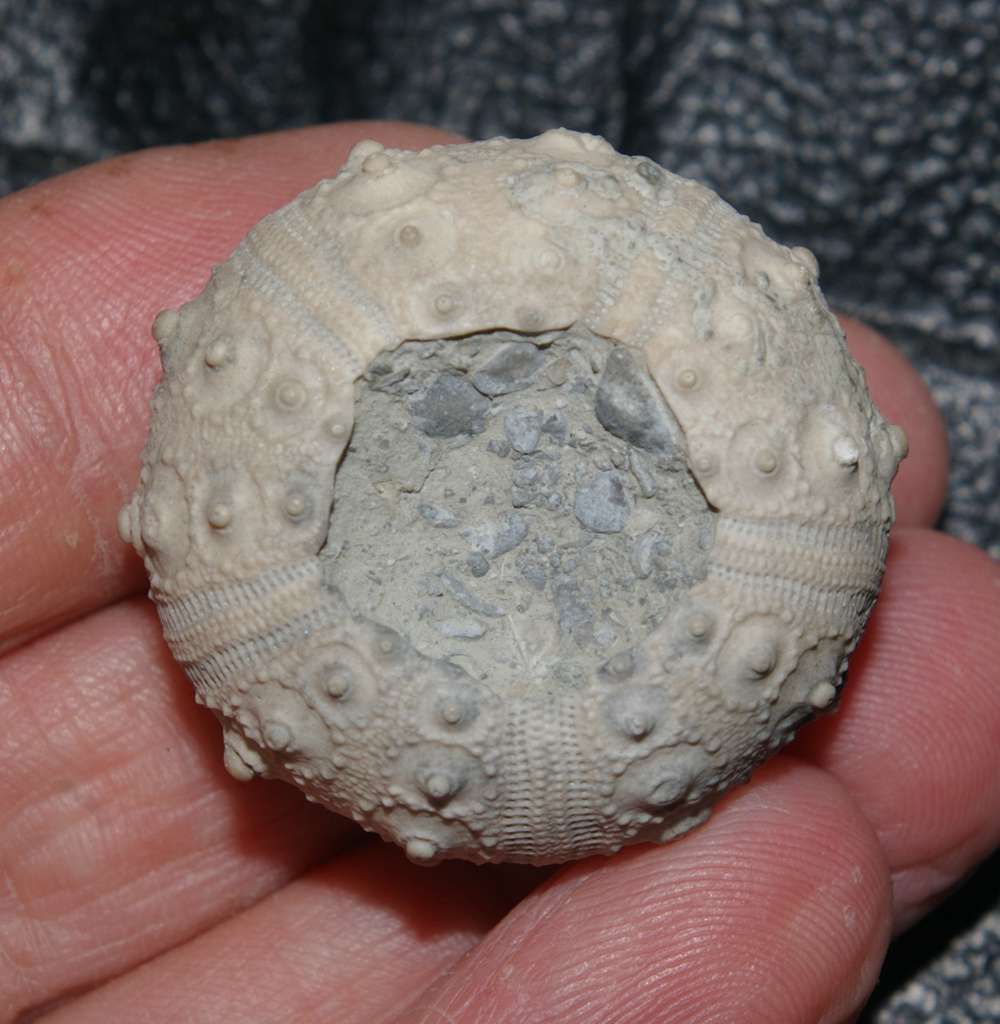 Rhabdocidaris orbignyana