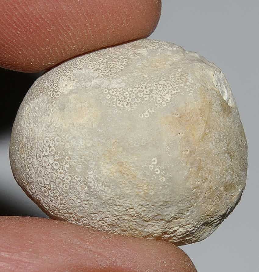 Ovulaster gauthieri