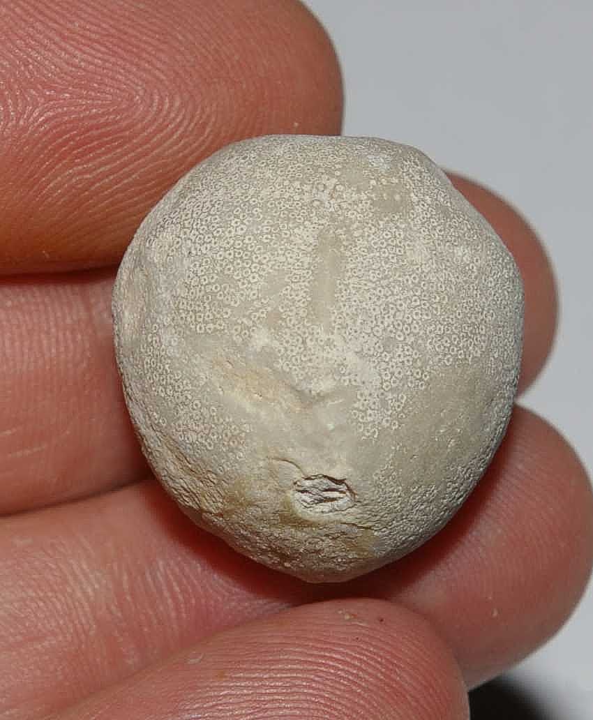 fossil echinoid