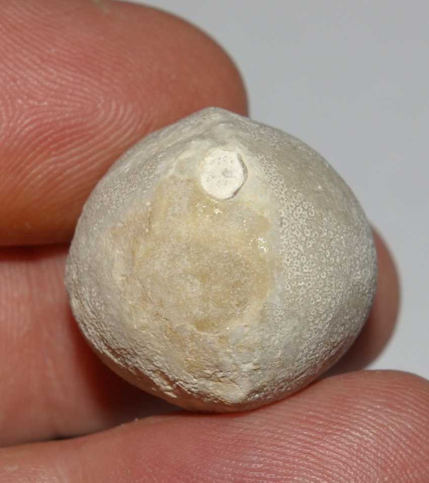 echinoids fossils