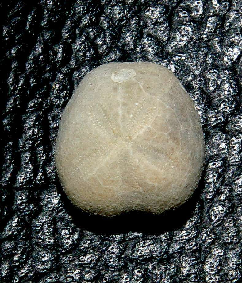 Hemiaster (Mecaster) subtilisg
