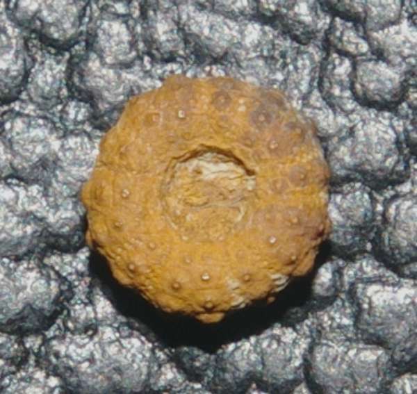 Hemidiadema rugossum