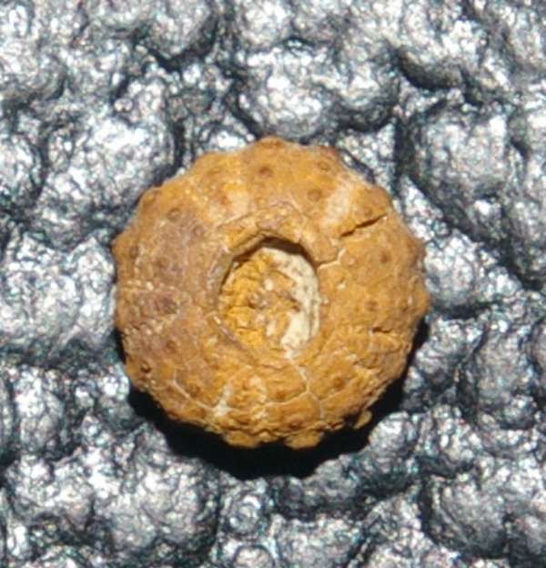 Hemidiadema rugossum