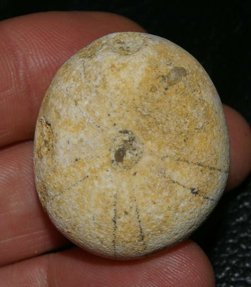 Fossil sea urchins 