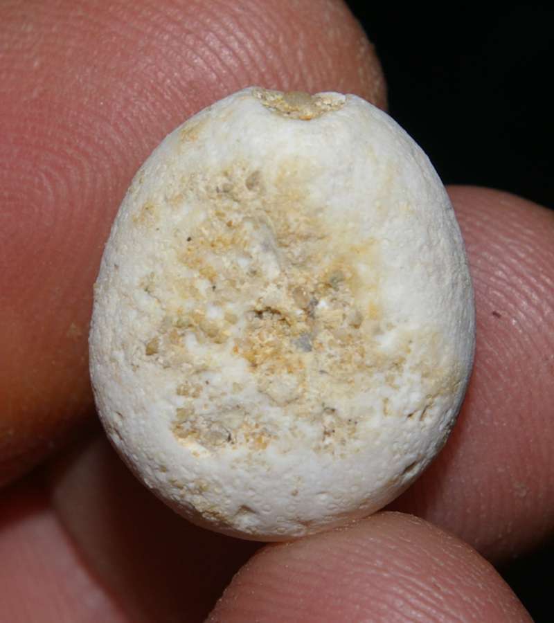 Fossil sea urchins 