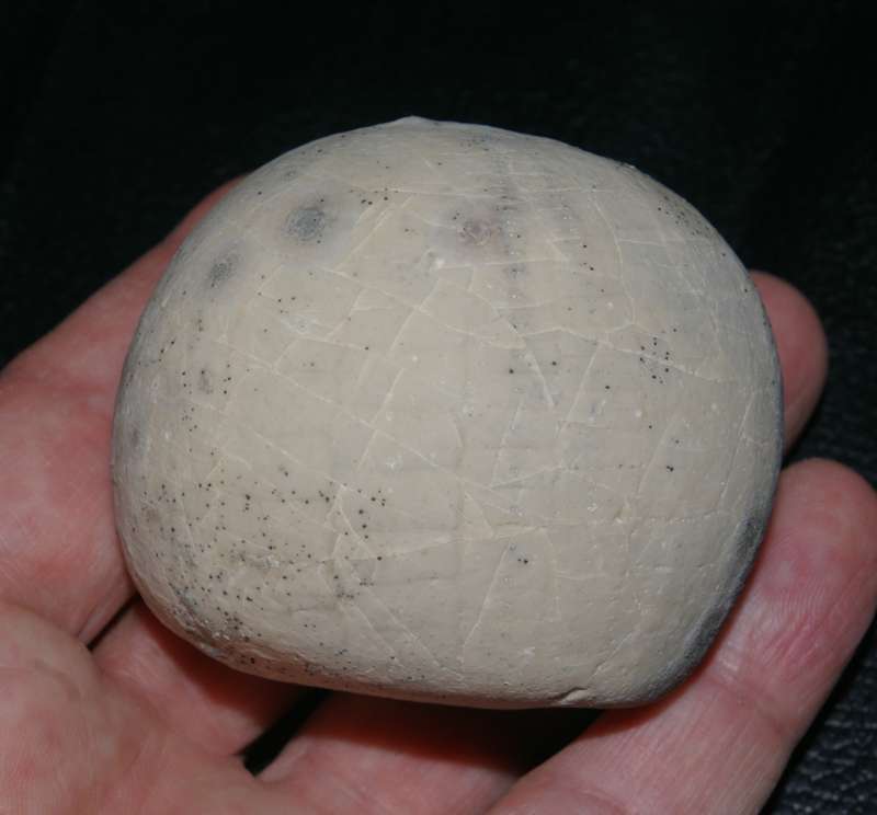 Echinocorys vulgaris