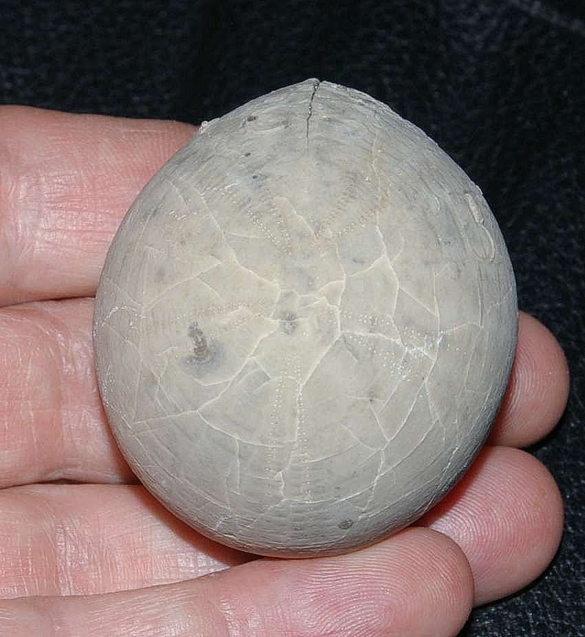 Echinocorys vulgaris