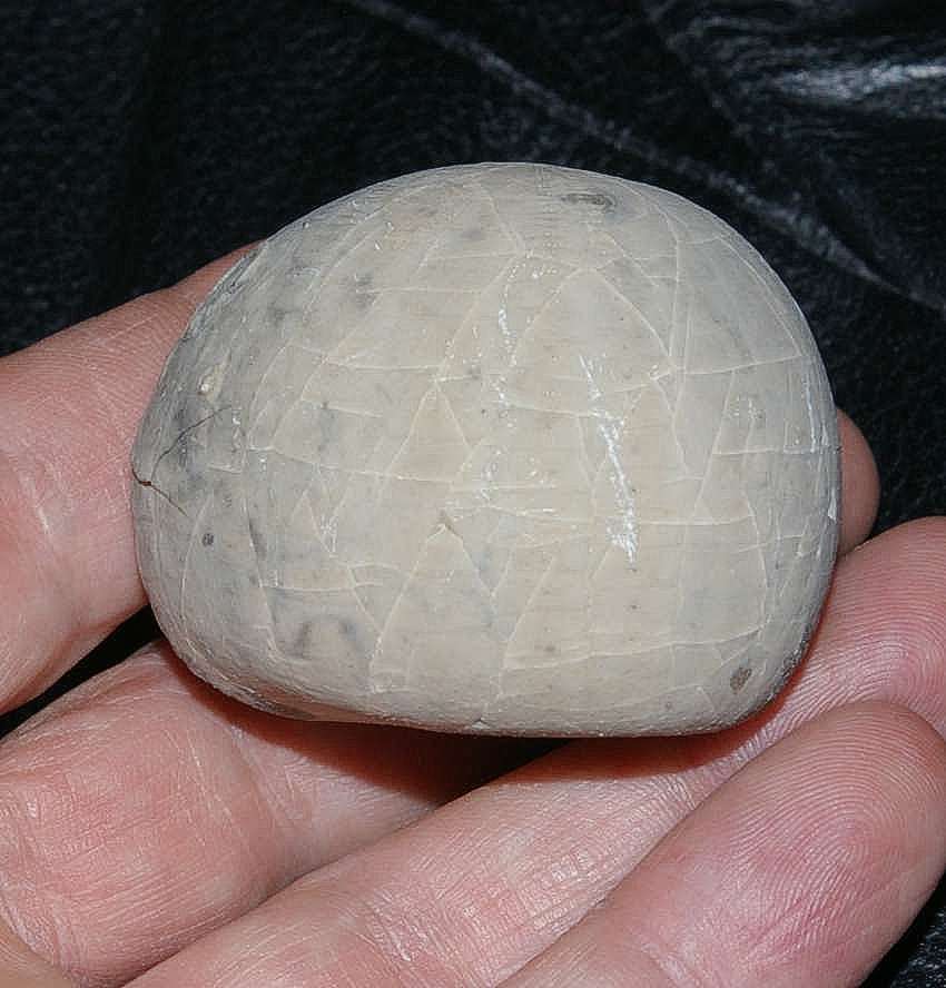 Echinocorys vulgaris