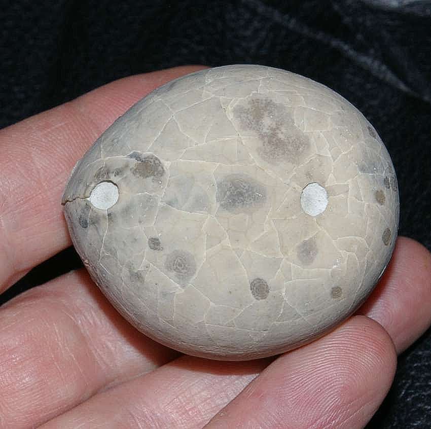 Echinocorys vulgaris