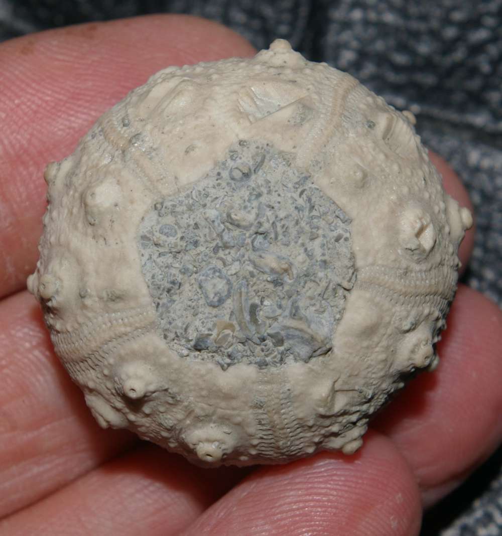 Rhabdocidaris orbignyana