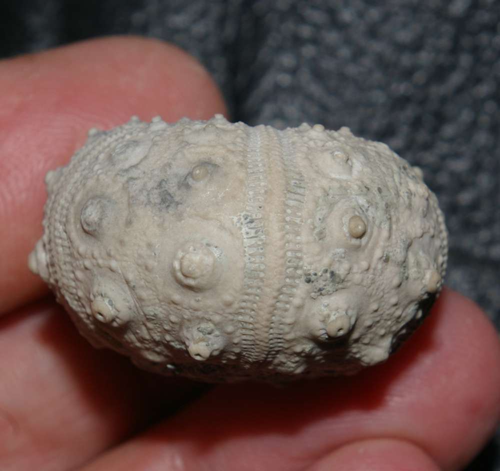 Rhabdocidaris orbignyana