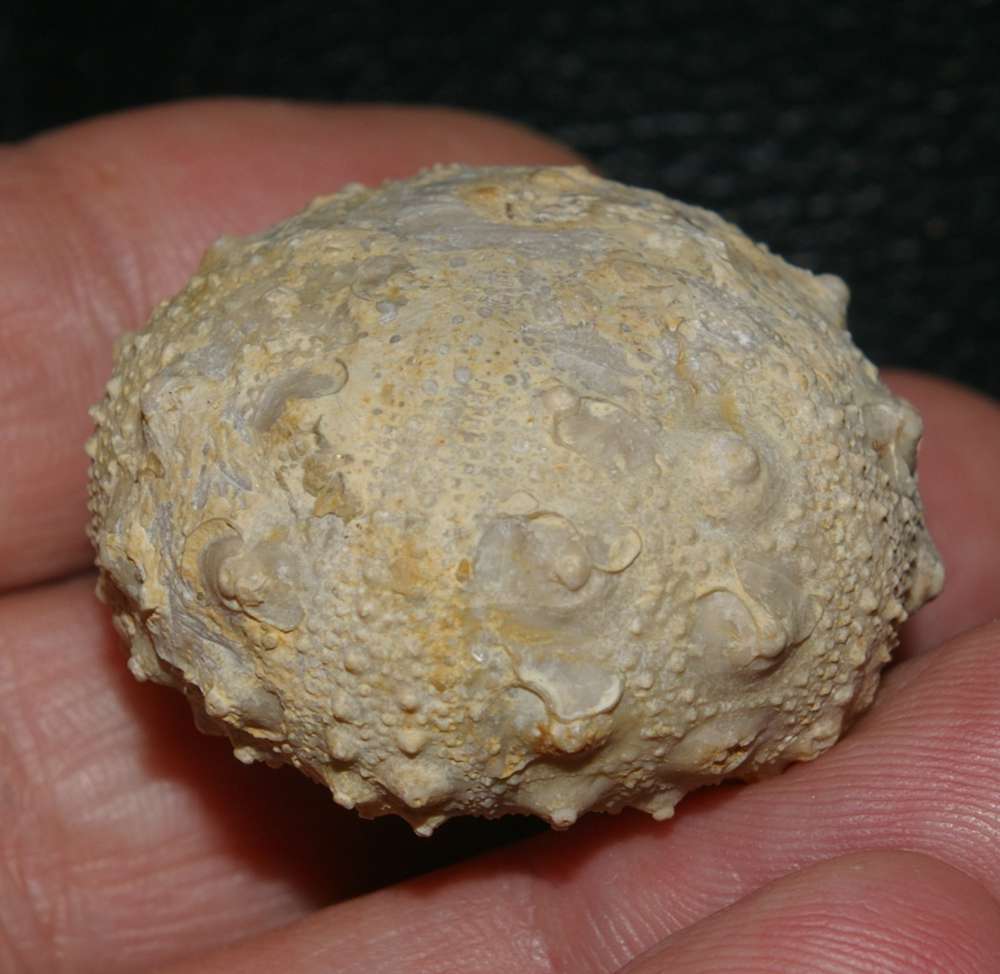 Gymnocidaris agassizi