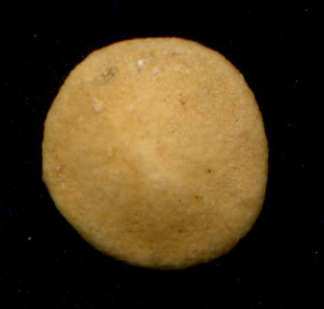 Orbispala occultoforma
