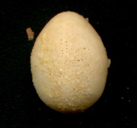 Fibularia gregata