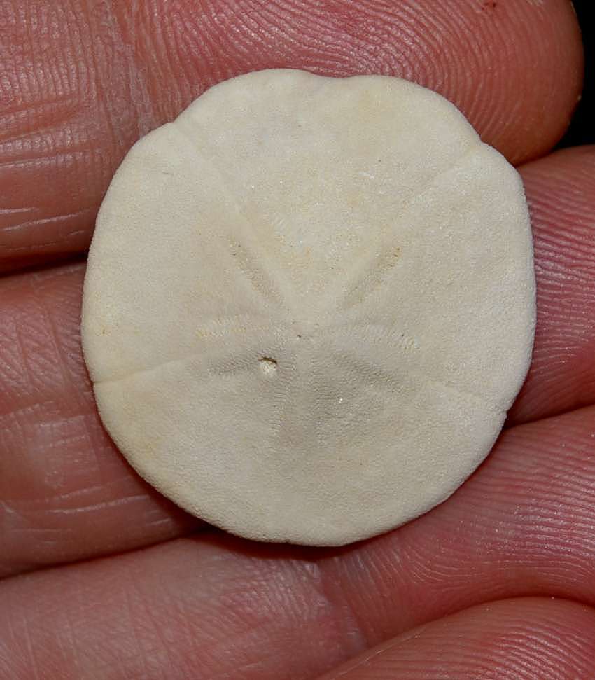 Miocene Neogene echinoid