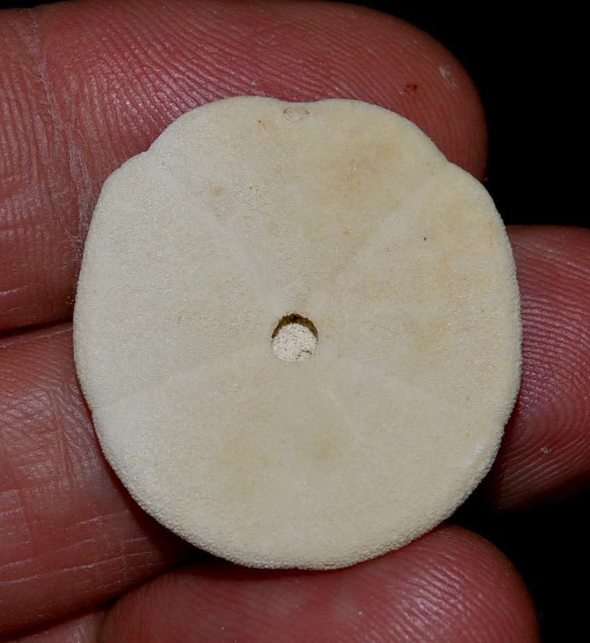 Monostychia australis Fossil echinoid