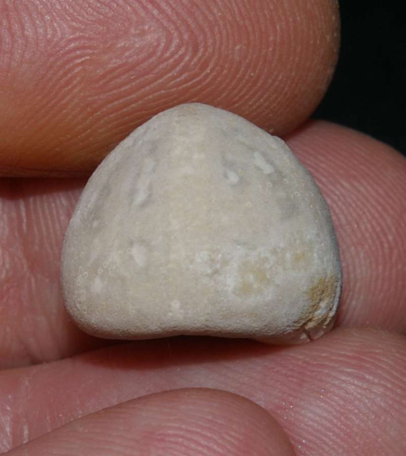 Galerites vulgaris 