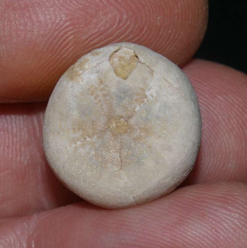 Galerites vulgaris 