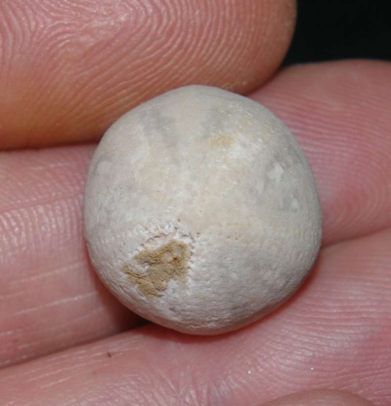 Galerites vulgaris 