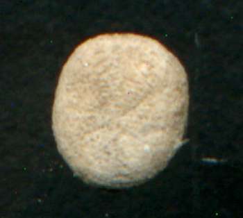 Echinocyamus linearis